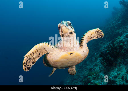 Hawksbill Sea Turtle, Eretmochelys imbricata, Süd Male Atoll, Malediven, Indischer Ozean Stockfoto