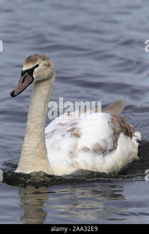 Junger HÖCKERSCHWAN (Cygnus olor). Stockfoto