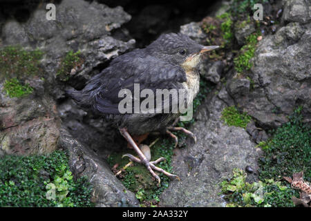 Pendelarm, Großbritannien. Stockfoto