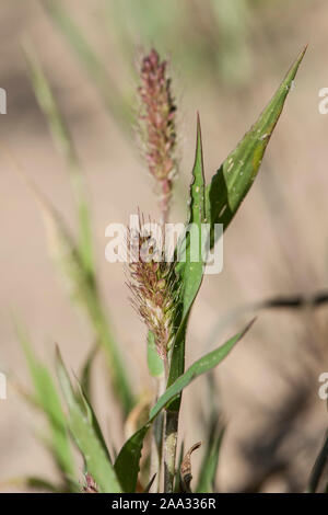 Setaria viridis, Grüne Borstenhirse, Grün Bristle Gras Stockfoto