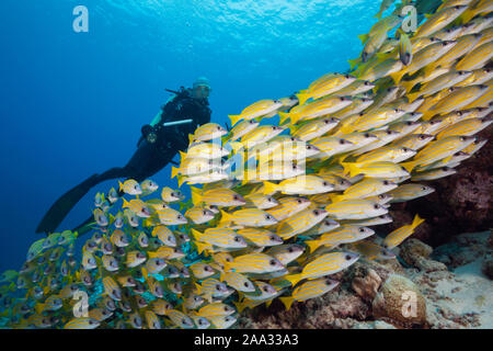 Schwarm von Bluestripe Snappers, Lutjanus kasmira, Felidhu Atoll, Malediven, Indischer Ozean Stockfoto