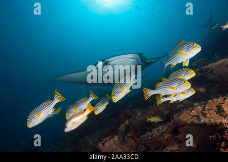 Reef Manta Manta alfredi, Ari Atoll, Malediven, Indischer Ozean Stockfoto