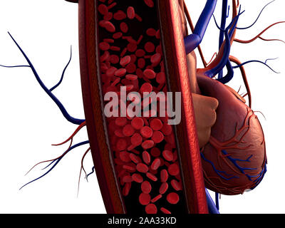 Blutgefäße, Arterien mit einem abgetrennten Bereichs, hochwertige Rendering mit original Texturen und Global Illumination gezeigt, Stockfoto