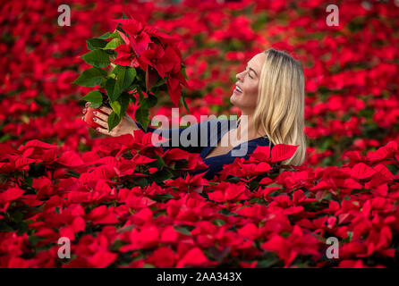 Sales manager Rebecca Ward Weihnachtsstern Blumen prüft bei Darfoulds Baumschule in Worksop, rechtzeitig für die Weihnachtszeit. Stockfoto