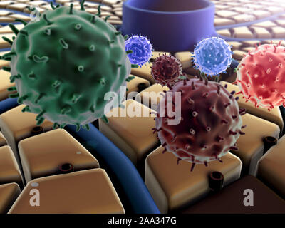 Immunsystem, Leberzellen, Erkrankungen der Leber, Leber Struktur, Struktur der Leber Stockfoto