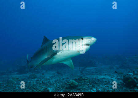 , Tiger Shark, Galeocerdo cuvier, Tahiti, Französisch-Polynesien Stockfoto