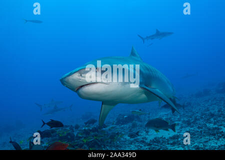 , Tiger Shark, Galeocerdo cuvier, Tahiti, Französisch-Polynesien Stockfoto