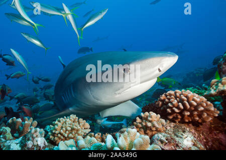 , Tiger Shark, Galeocerdo cuvier, Tahiti, Französisch-Polynesien Stockfoto