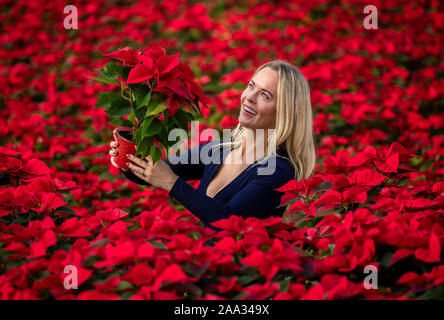 Sales manager Rebecca Ward Weihnachtsstern Blumen prüft bei Darfoulds Baumschule in Worksop, rechtzeitig für die Weihnachtszeit. Stockfoto