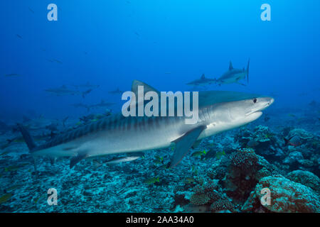 , Tiger Shark, Galeocerdo cuvier, Tahiti, Französisch-Polynesien Stockfoto