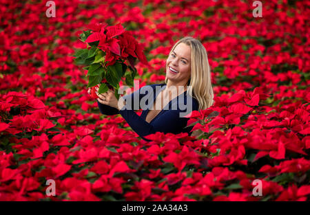 Sales manager Rebecca Ward Weihnachtsstern Blumen prüft bei Darfoulds Baumschule in Worksop, rechtzeitig für die Weihnachtszeit. Stockfoto