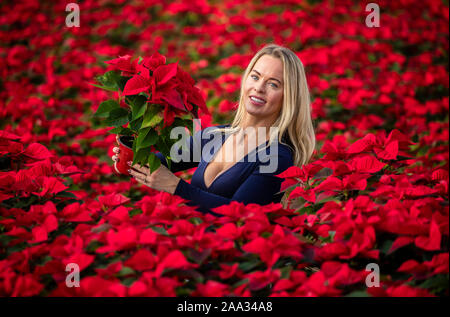 Sales manager Rebecca Ward Weihnachtsstern Blumen prüft bei Darfoulds Baumschule in Worksop, rechtzeitig für die Weihnachtszeit. Stockfoto