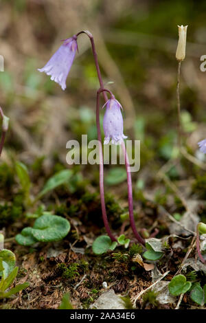 Soldanella alpicola, Kleines Alpengloeckchen, Zwerg-Alpengloeckchen, Zwerg Snowbell Stockfoto