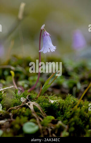 Soldanella alpicola, Kleines Alpengloeckchen, Zwerg-Alpengloeckchen, Zwerg Snowbell Stockfoto