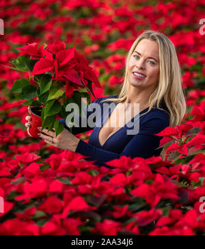 Sales manager Rebecca Ward Weihnachtsstern Blumen prüft bei Darfoulds Baumschule in Worksop, rechtzeitig für die Weihnachtszeit. Stockfoto