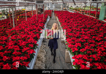 Sales manager Rebecca Ward Weihnachtsstern Blumen prüft bei Darfoulds Baumschule in Worksop, rechtzeitig für die Weihnachtszeit. Stockfoto