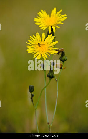 Sonchus arvensis, Acker-Gaensedistel, mehrjährig Sow-Thistle Stockfoto