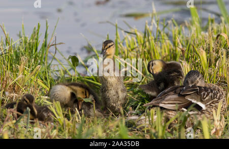 Nahaufnahme der weiblichen britischen Mallard-Ente (Anas platyrhynchos), die im Sommer bei Sonnenschein mit ihrer Familie der neugeborenen Entenschnabelung am Flussufer sitzt. Stockfoto