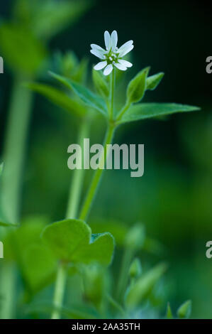 Stellaria Aquatica, Wasserdarm, riesige Vogelmiere, Wasser Vogelmiere Stockfoto