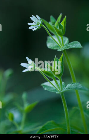 Stellaria Aquatica, Wasserdarm, riesige Vogelmiere, Wasser Vogelmiere Stockfoto