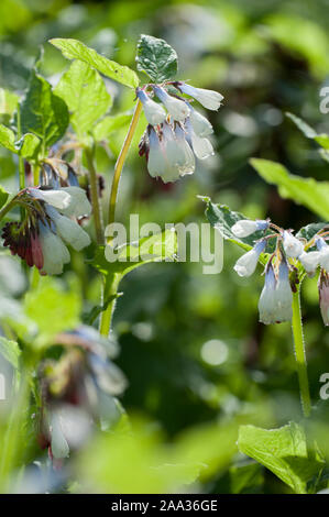 Symphytum ibericum, Kriechender Beinwell, kriechenden Beinwell Stockfoto