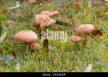 Der Mäher Pilze in Moos im Herbst Stockfoto