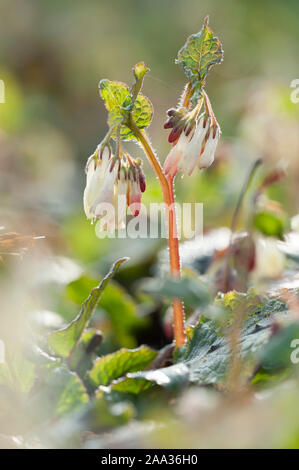 Symphytum ibericum, Kriechender Beinwell, kriechenden Beinwell Stockfoto