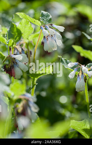 Symphytum ibericum, Kriechender Beinwell, kriechenden Beinwell Stockfoto