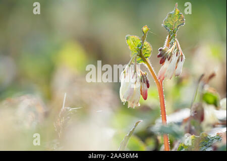 Symphytum ibericum, Kriechender Beinwell, kriechenden Beinwell Stockfoto