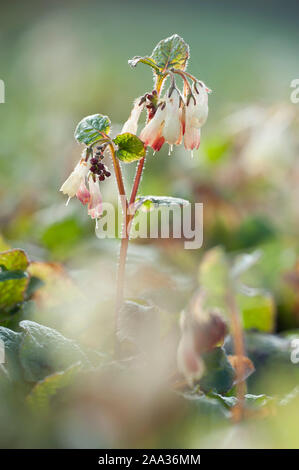 Symphytum ibericum, Kriechender Beinwell, kriechenden Beinwell Stockfoto