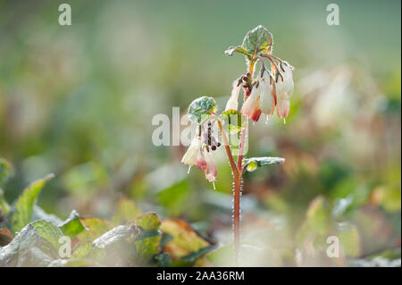 Symphytum ibericum, Kriechender Beinwell, kriechenden Beinwell Stockfoto