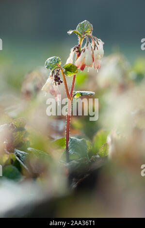 Symphytum ibericum, Kriechender Beinwell, kriechenden Beinwell Stockfoto