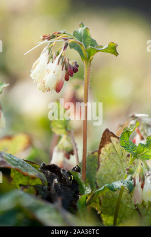 Symphytum ibericum, Kriechender Beinwell, kriechenden Beinwell Stockfoto