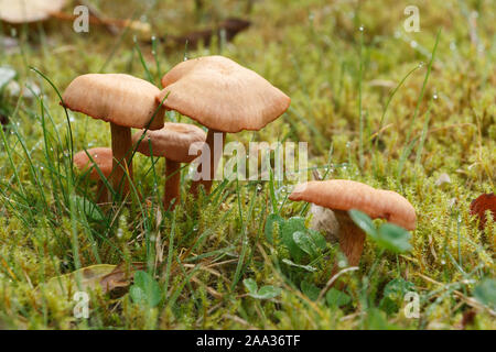 Der Mäher Pilze in Moss in einem Garten im Herbst Stockfoto