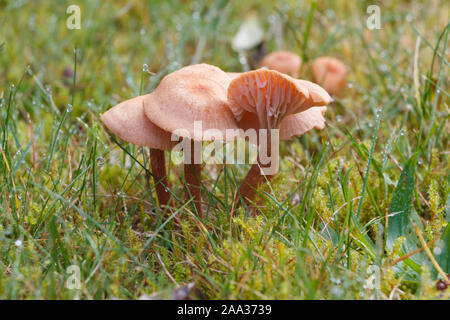 Der Mäher Pilze in Moss in einem Garten im Herbst Stockfoto