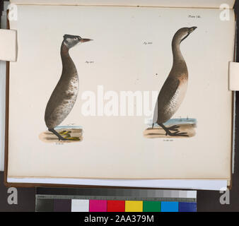 307. Der Red-necked Grebe Podiceps (rubricollis). 308. Den Pendelarm (Hydroka carolinensis).; 307. Der Red-necked Grebe Podiceps (rubricollis). 308. Den Pendelarm (Hydroka carolinensis). Stockfoto