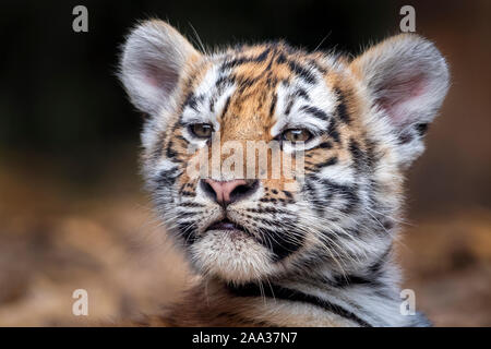 Drei Monate alte Amur Tiger Cub Stockfoto