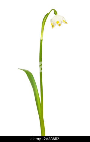 Märzenbecher (Leucojum vernum) Blüte auf weißem Hintergrund Stockfoto