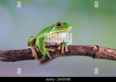 Australische Weiße Laubfrosch auf einem Zweig, Indonesien Stockfoto