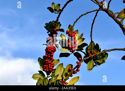 Rote Beeren auf der Rhamnus Alaternus Baum. Stockfoto