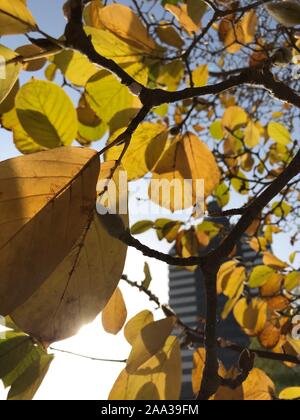 Peking, China. Nov, 2019 18. Mobile Foto zeigt Herbst Landschaft bei xuanwumen Straße in Peking, der Hauptstadt von China, Nov. 18, 2019. Credit: Ding Hongfa/Xinhua/Alamy leben Nachrichten Stockfoto