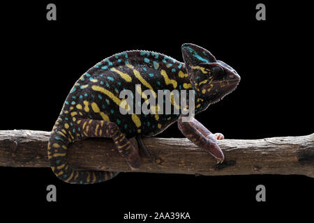 Veiled Chameleon auf einem Zweig, Indonesien Stockfoto
