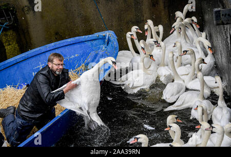 Hamburg, Deutschland. Nov, 2019 19. Olaf Nieß, Hamburg schwan Vater, zieht ein Schwan aus dem Wasser im Rathaus Schleuse. Die Alster Schwäne ziehen in ihre Winterquartiere. Quelle: Axel Heimken/dpa/Alamy leben Nachrichten Stockfoto