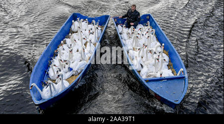 Hamburg, Deutschland. Nov, 2019 19. Olaf Nieß, Hamburg Schwan - Vater, bringt die Alster Schwäne, die aufgerundet wurden und festgezurrt, die in das Rathaus Schleuse, in ihre Winterquartiere im Boot. Quelle: Axel Heimken/dpa/Alamy leben Nachrichten Stockfoto