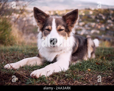 Schöner Hund Border Collie lila ruht auf dem Gras mit geschlossenen Augen Stockfoto