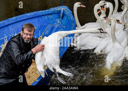 Hamburg, Deutschland. Nov, 2019 19. Olaf Nieß, Hamburg schwan Vater, zieht ein Schwan aus dem Wasser im Rathaus Schleuse. Die Alster Schwäne ziehen in ihre Winterquartiere. Quelle: Axel Heimken/dpa/Alamy leben Nachrichten Stockfoto