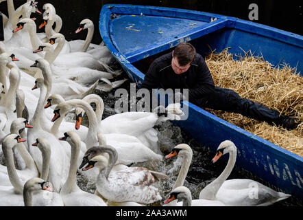 Hamburg, Deutschland. Nov, 2019 19. Ein Mitarbeiter des Hamnburger Schwanenwesens zieht ein Schwan aus dem Wasser im Rathaus Schleuse. Die Alster Schwäne ziehen in ihre Winterquartiere. Quelle: Axel Heimken/dpa/Alamy leben Nachrichten Stockfoto