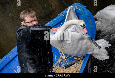 Hamburg, Deutschland. Nov, 2019 19. Olaf Nieß, Hamburg schwan Vater, zieht ein Schwan aus dem Wasser im Rathaus Schleuse. Die Alster Schwäne ziehen in ihre Winterquartiere. Quelle: Axel Heimken/dpa/Alamy leben Nachrichten Stockfoto