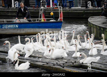 Hamburg, Deutschland. Nov, 2019 19. Olaf Nieß, Hamburg schwan Vater, treibt die Alster Schwäne zusammen mit einem Boot vor dem Rathaus Schleuse. Die Alster Schwäne ziehen in ihre Winterquartiere Credit: Axel Heimken/dpa/Alamy leben Nachrichten Stockfoto