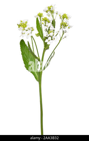 Meerrettich (Armoracia rusticana) Blüte isoliert auf weißem Hintergrund Stockfoto